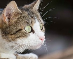 Mattenhof - Ferienwohnungen auf dem Bauernhof (Glottertal ) Mattenhof - Ferienwohnungen auf dem Bauernhof (Glottertal )