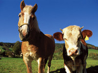  (Bildnachweis: Tourismus GmbH & Co.KG ZweiT�lerLand )