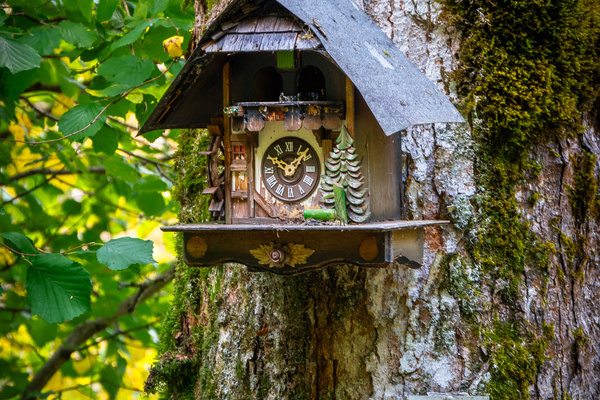 Kuckucksuhr auf dem U(h)rwaldpfad Rohrhardsberg Bildnachweis: © Hochschwarzwald Tourismus GmbH Kuckucksuhr auf dem U(h)rwaldpfad Rohrhardsberg Bildnachweis: © Hochschwarzwald Tourismus GmbH