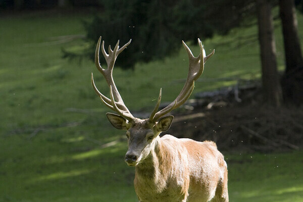 Wildgehege - Bad Säckingen Bildnachweis: Tourismus- und Kulturamt Bad Säckingen Wildgehege - Bad Säckingen Bildnachweis: Tourismus- und Kulturamt Bad Säckingen