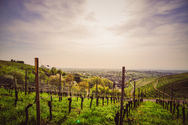 Ortenauer Weinpfad Bildnachweis: Stadt Offenburg Ortenauer Weinpfad Bildnachweis: Stadt Offenburg