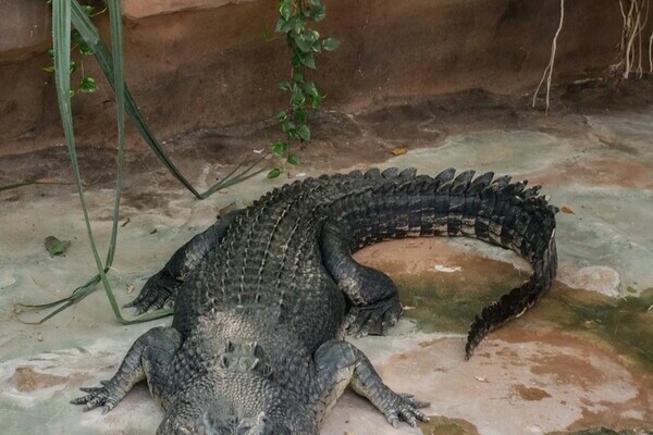 Bildnachweis: © Wilhelma Stuttgart Bildnachweis: © Wilhelma Stuttgart