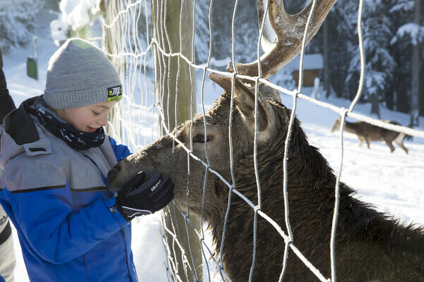 Wildgehege Sankenbach Bildnachweis: Mit freundlicher Genehmigung von Baiersbronn Touristik | © Ulrike Klumpp Wildgehege Sankenbach Bildnachweis: Mit freundlicher Genehmigung von Baiersbronn Touristik | © Ulrike Klumpp
