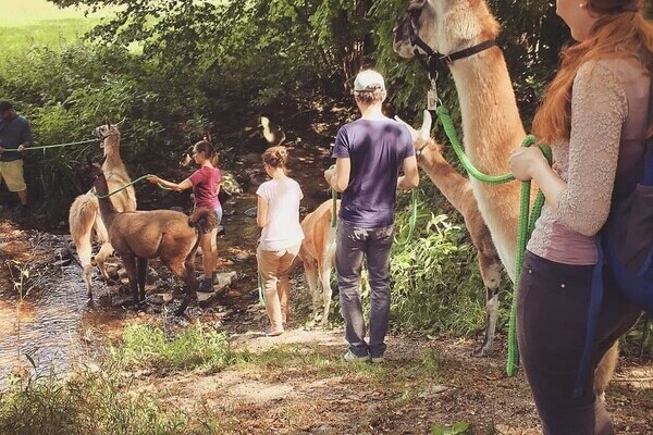 Bildnachweis: Mit freundlicher Genehmigung der Schauinsland Lamas Bildnachweis: Mit freundlicher Genehmigung der Schauinsland Lamas